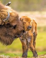 Bisons Little Family paint by numbers