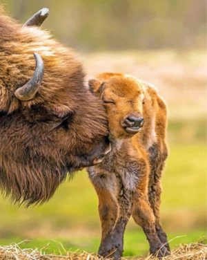 Bisons Little Family paint by numbers