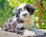 Black And White Tibetan Terrier Animal Paint by numbers