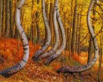 Curved Aspen Trees paint by numbers