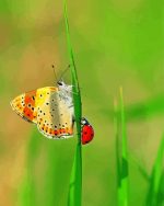 Cute Butterfly And Ladybug paint by numbers