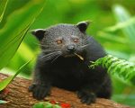 Cute Binturong Paint by numbers