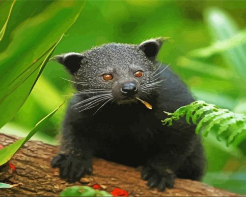 Cute Binturong Paint by numbers