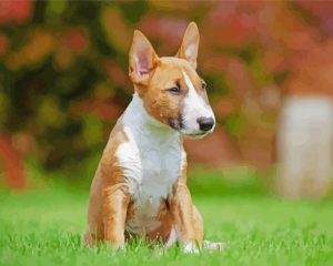 Cute English Bull Terrier Puppy Paint by numbers