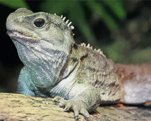 dinosaur lizard new zealand reptile paint by number