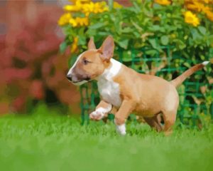 English Bull Terrier Puppy Paint by numbers
