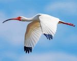 Flying White Ibis Bird paint by numbers