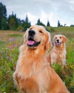 Golden Retrievers paint by numbe