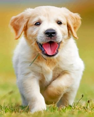 Happy Golden Puppy paint by number
