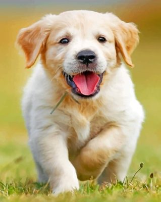 Happy Golden Puppy paint by number