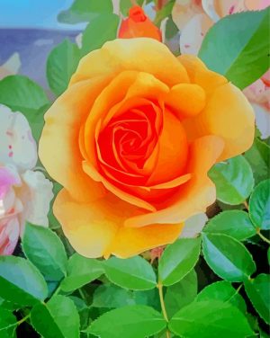 orange China rose paint by number