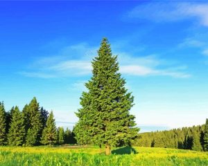 Green Pine Tree paint by numbers
