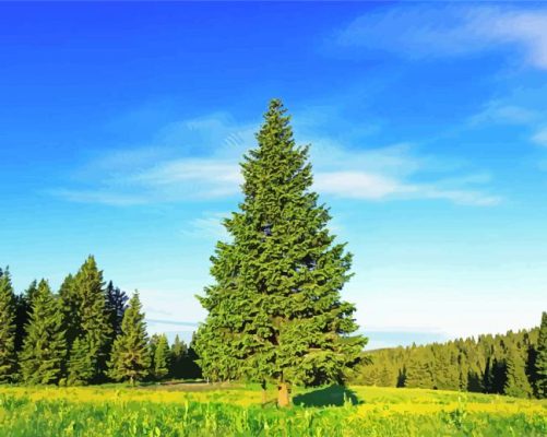 Green Pine Tree paint by numbers