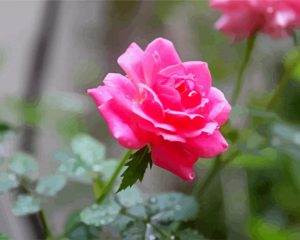 pink China rose paint by number