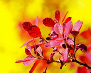 smoke bush leaves paint by numbers