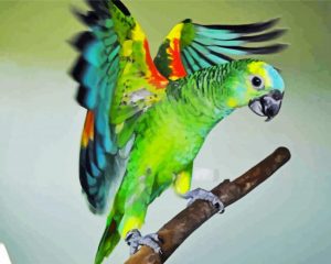 Amazon Parrot Bird paint by numbers