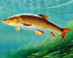 Barbel Fish Underwater paint by numbers