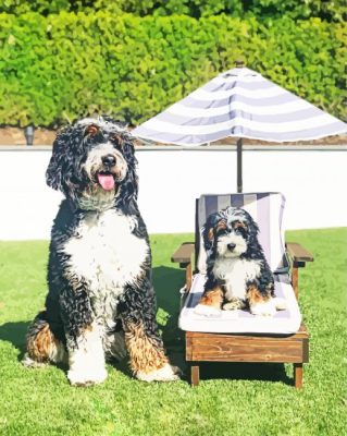 Bernedoodle Animal paint by numbers