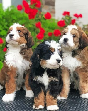 Bernedoodle Dogs paint by numbers