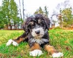 Bernedoodle Puppy paint by numbers
