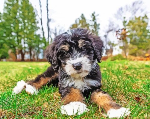 Bernedoodle Puppy paint by numbers