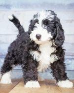 Bernedoodle paint by numbers