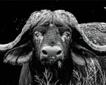 Black And White Bull paint by numbers