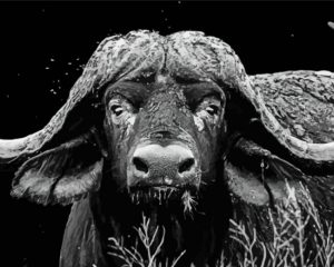 Black And White Bull paint by numbers