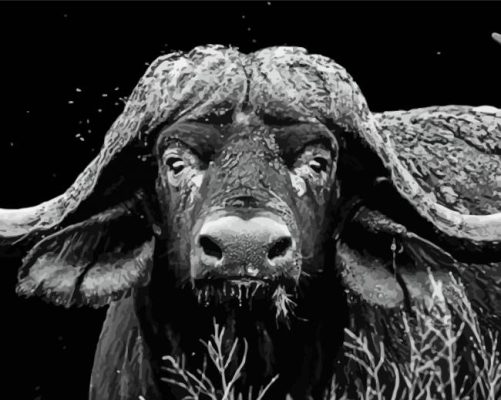 Black And White Bull paint by numbers