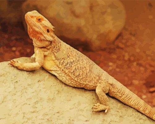 Breaded Dragon paint by numbers