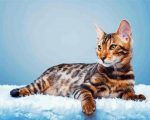Cat Tiger paint by numbers