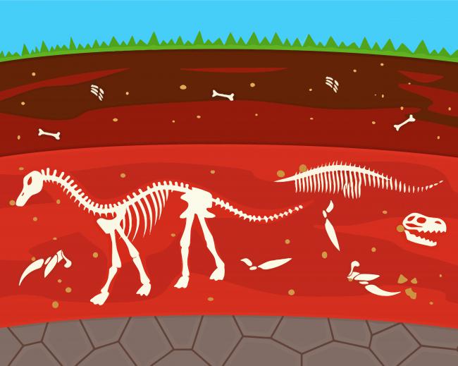 Fossil paint by numbers