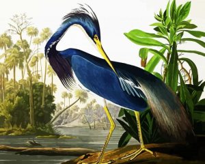 Louisiana Heron By john james audubon paint by number