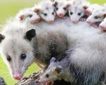 Opossums paint by numbers