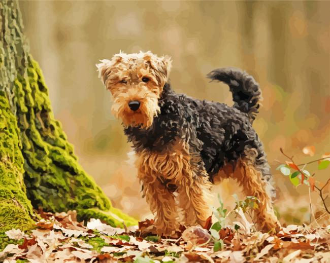 Welsh Terrier dog paint by numbers