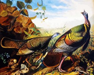 Wild Turkey Cock Hen and Young Audubon paint by number
