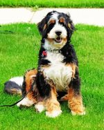 Aesthetic Bernedoodle paint by numbers