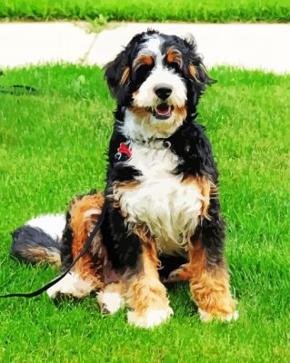 Aesthetic Bernedoodle paint by numbers