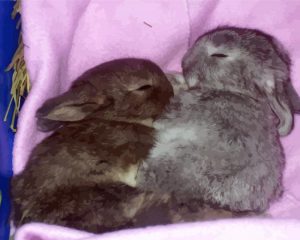 Aesthetic Two Grey Rabbits paint by numbers