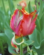 Parrot Flower paint by numbers