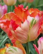 Aesthetic Parrot Flower paint by numbers