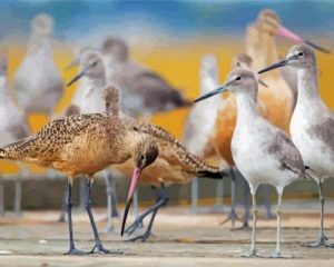 shore birds paint by numbers