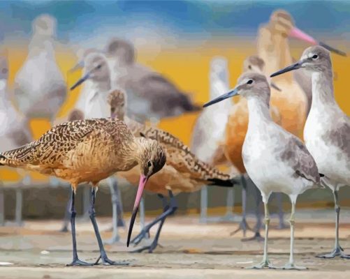 shore birds paint by numbers