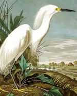 snowy heron audubon paint by numbers