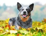 Australian Cattle Dog paint by numbers