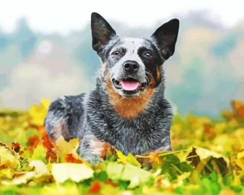 Australian Cattle Dog paint by numbers