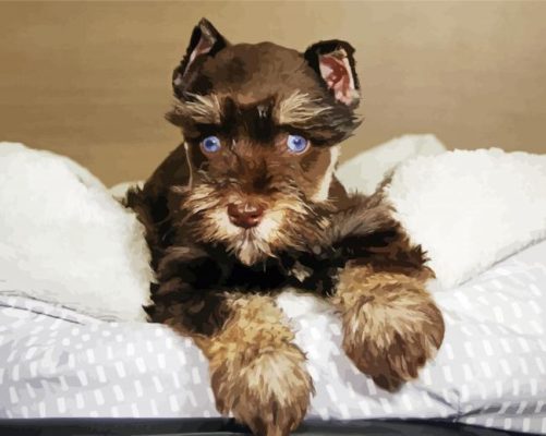Brown Mini Schnauzer paint by numbers