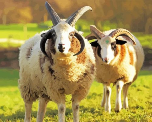 Jacob Sheep Animals paint by numbers