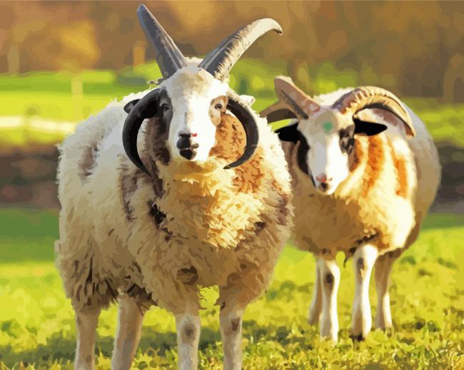 Jacob Sheep Animals paint by numbers