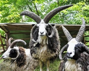 Jacob Sheeps paint by numbers